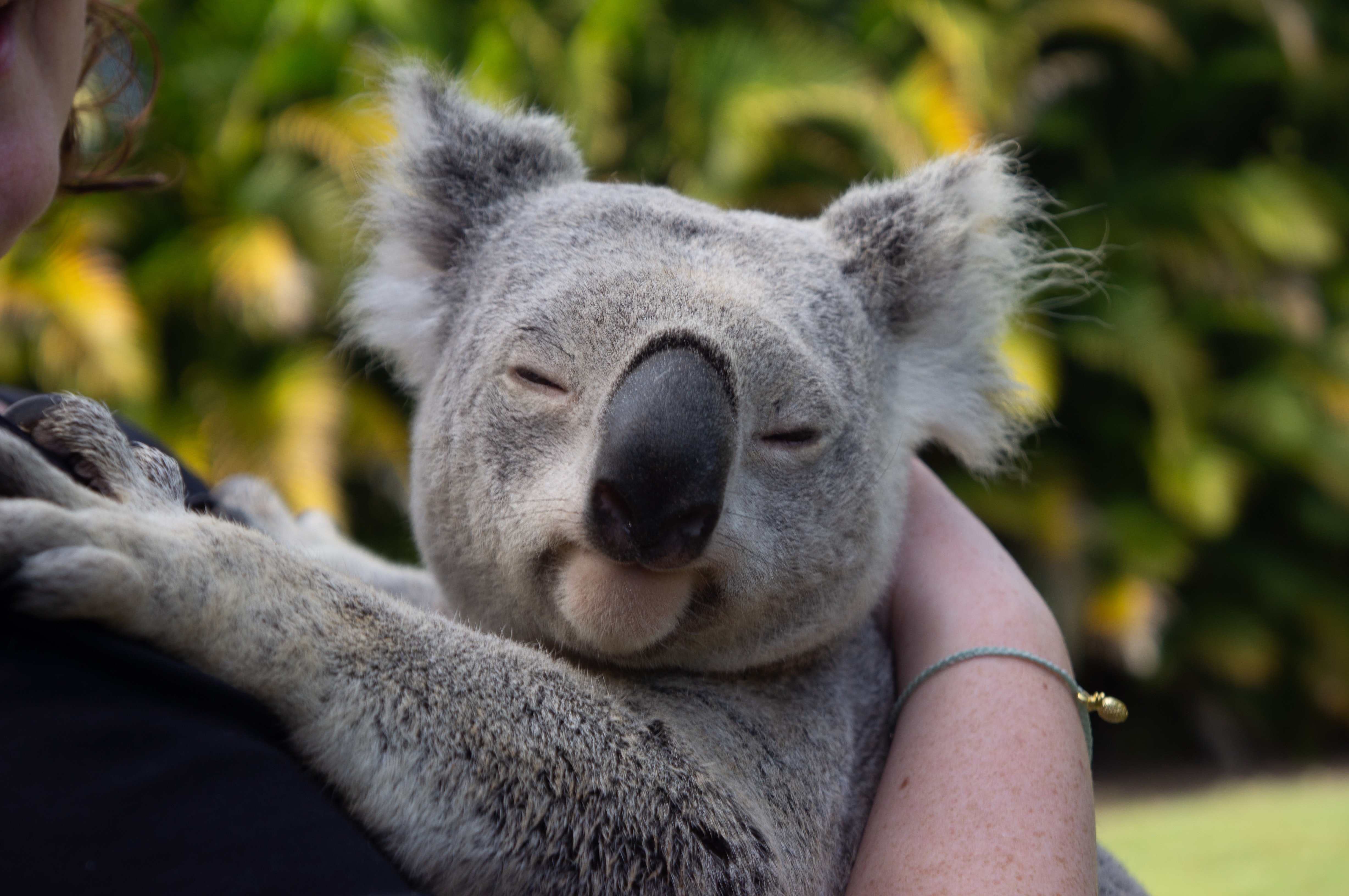 A photo of a cute grey Koala bear being held in somebody's arms. Photo by Conor Slade from Pexels. 